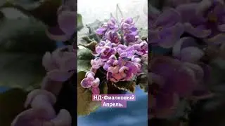 Фиалка. НД-Фиалковый Апрель. #love #art #plants #flowers #garden