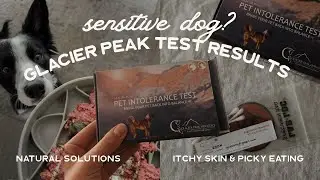 DOG INTOLERANCE TEST RESULTS! 🐶 Uncovering Food & Environmental Triggers + Natural Solutions