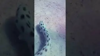 Underwear snake fish #tamildynamite #underwater #fish #snake #deepsea #manaparai #kuppusamy