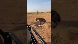 hyena steals an ostrich egg and instantly regrets it 😬&hellip;#animallife #safari #hyena #wildlie #animals
