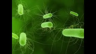 Escherichia Albertii (E Albertii) ; Definition, Types, Infections, Symptoms, Diagnosis, Treatment