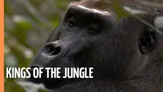 Gorillas - Kings of the jungle | Full Documentary