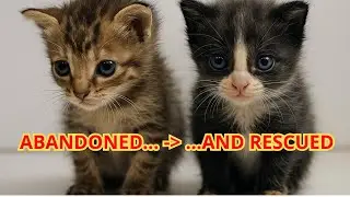 The Truth Behind Their Rescue&hellip; ❤️ | British Mix Kittens Transformation Story