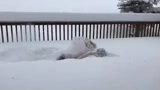 Snow Swimming