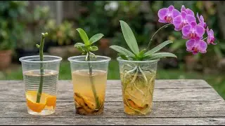 Just orange peel! Orchid seedlings will sprout and bloom overnight.