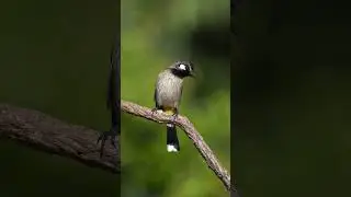 Himalayan Bulbul Bird