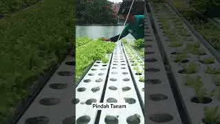 #hidroponik #selada #viral #vegetable #shorts