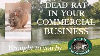DEAD RAT IN YOUR COMMERCIAL BUSINESS
