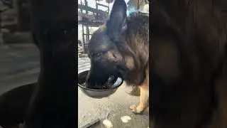Silly german shepherd video