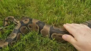 15 YEAR OLD BALL PYTHON COMES OUTSIDE AGAIN FOR INFORMTION!!