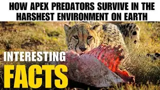 How Apex Predators Survive in the Harshest Environment on Earth |  The Beast World