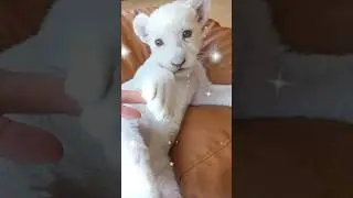 The CUTEST Animal EXPERIENCE EVER?!?!