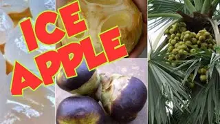 நுங்கு benefits|Ice apple |summer food