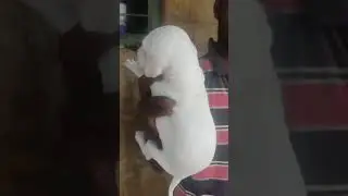 mudhol hound