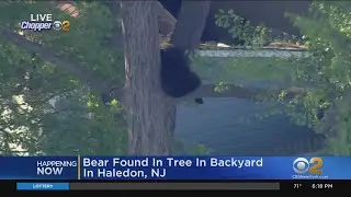 Officials keep an eye on bear in tree in Haledon backyard