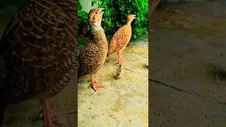 Dakhni family teetar ki awaaz teetar ki awaaz