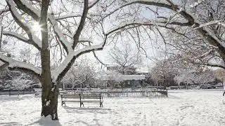 Snowy Garden With Bench