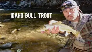 Caught SO Many Trout Just off the Road!