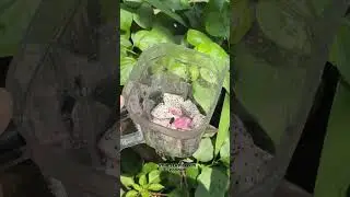 Follow for more ramadan recipe series @dig.in.food EASY RAMADAN DRAGON FRUIT SHAKE RECIPE