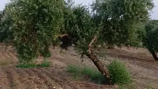 transformacion olivar de varios pies para mecanizacion con paraguas