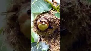 Penduline Tits Nests &ndash; Nature&rsquo;s Finest Handcrafted Homes!
