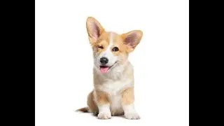 The Dog Character Judgment Myth Finally Debunked