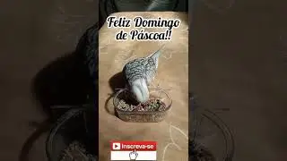 #shorts #videocurto Feliz Domingo de P&aacute;scoa