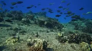 Popular sea creatures | Deep-sea creatures |
