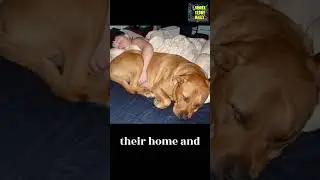 The Gentle Giant Who Found Her Forever Family. #ytshorts #yt #ytviral