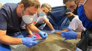 Butterfly ray acoustic tagging
