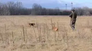 Z&ouml;ldm&aacute;li Lepke and Iris partridge hunting/ fogoly vad&aacute;szat Lepk&eacute;vel &eacute;s Irisszel (Pletyk&aacute;val)