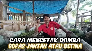 Calon Pengganti Habibi‼️Domba SOPAS Yang Juara 1 Kontes Domba