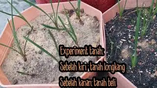 How to Grow Apricot Rain Lily in Clay Soil