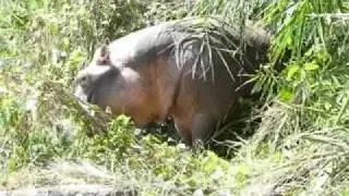 Hippo Encounter.mp4