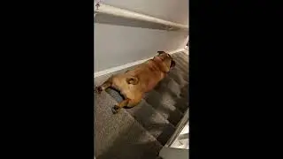 DOG GOES UPSTAIRS AND DOWNSTAIRS | 1 Minutes of Funny Dogs