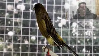 TYPES OF CANARIES OI ΤΥΠΟΙ ΤΩΝ ΚΑΝΑΡΙΝΙΩΝ