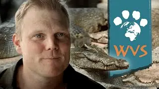 Hope for Wildlife in Laos | WVS Success Story | Luke Gamble Vet