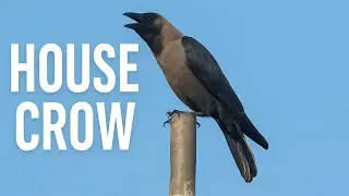 HOUSE CROW Suond : Smartest Urban Bird?Amazing Facts & Behavior Explained!
