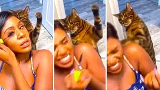 Cats Are Weird...