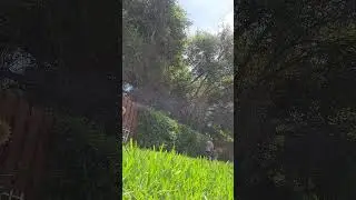 #Landscaping #Hedges #Trimming #Vine on the #Fence part2 #Hedgetrimmer #Echo