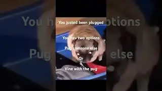 Pugs #dancing dogs #pugsarelife #funny