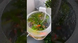 New idea for fish aquarium|cheap and best aquarium#aquarium#fishing#fish#aquariumdecoration#viral