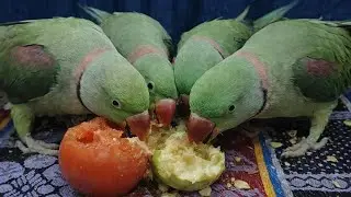 Radhe Radhe! Live Parrot Cam 🦜 | Non Stop Talk & Fun 🔴 Live Bolta Parrot &ndash; Real Time Reaction 🦜