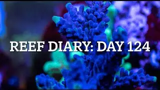 RD124: Corals = So Much Eye Candy!