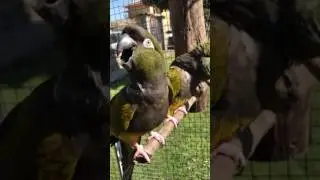 Pappagallo Conuro della Patagonia (Cyanoliseus patagonus) verso / animal call burrowing parrot