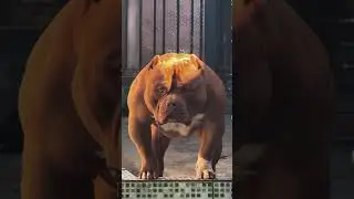 🦁🦁 #music #pitbull #pitbulldog #pitbullpuppy #monster #americanbully #1million #youtube #usa #urdu