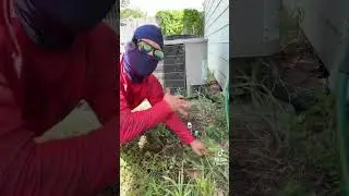 Joey. Foo cutting his grass 😂🥴😳 #tiktokvideo #funnyshorts #shorts #tiktoker #lawncare #cleaningup