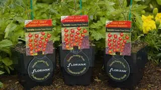 Double Truss Cherry Tomatoes