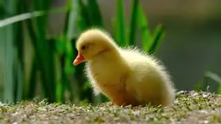 Cute Duckling Sitting in Its Cozy Nest in Nature | Relaxing Wildlife Short