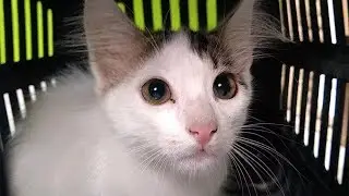 ADOTEI UM GATINHO